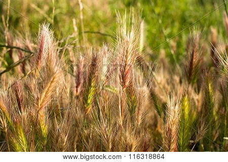 Barley Grass Or Wall Barley