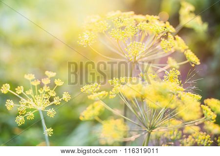 Yellow Dill Flowers