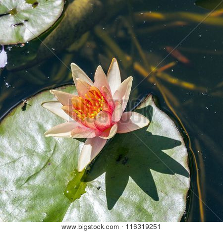 Waterlily Swims In The Lake