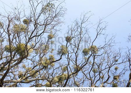 Bare Trees With Mistletoes