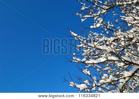 Winter Postcard