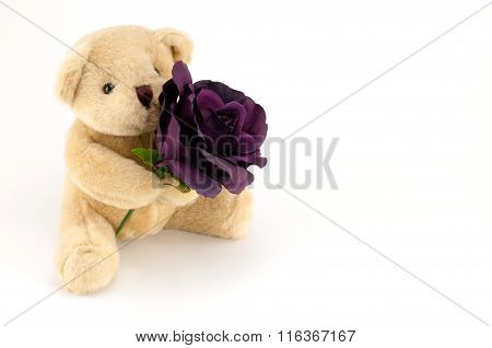 Bear Hold A Purple Rose For An Anniversary Or Valentines Celebration, On White Background.