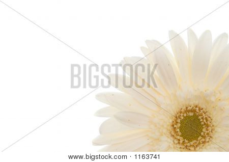 weiße Daisy hautnah