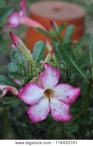 multicolored flowerbed on a lawn. horizontal shot. small GRIP