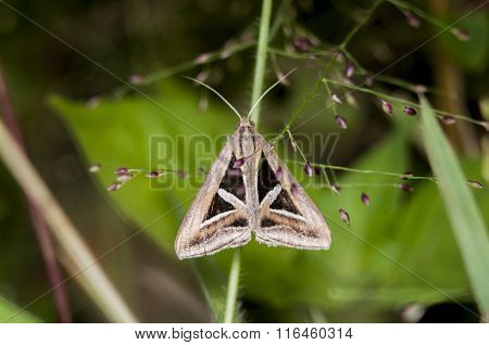 black witch moth