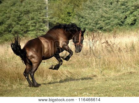 horse