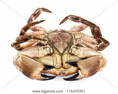Edible Brown Crab