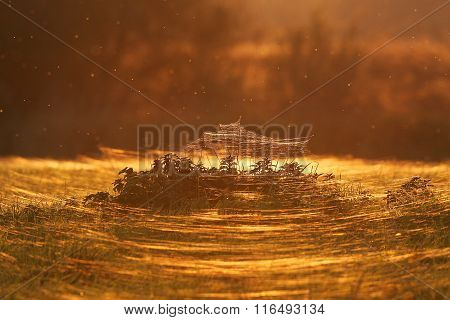 indian summer