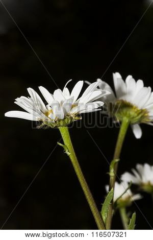 daisies