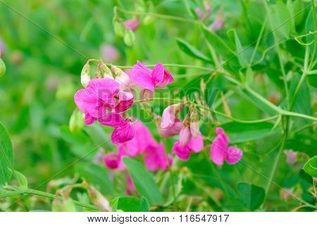 Sweet Pea(lathyrus Odoratus)