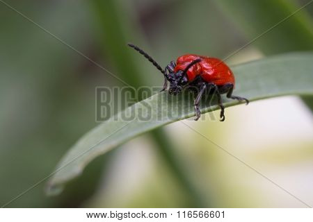 Lily Leaf Beetle