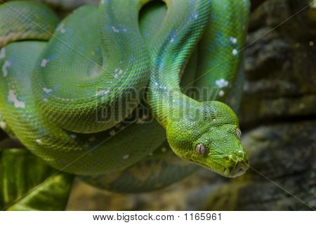 Serpiente verde