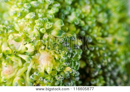 Green Broccoli Macro Texture