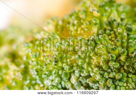 Green Broccoli Macro Texture