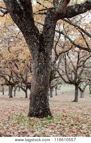 The fall in the pastures of Extremadura. 