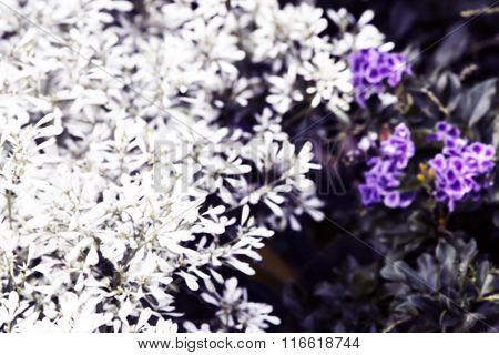 abstract text box Pascuita flowers