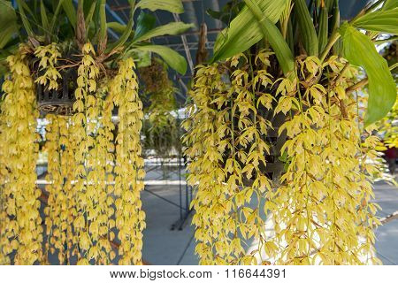 Beautiful yellow orchids flower tree (Coelogyne rochussenii) on the farm.
