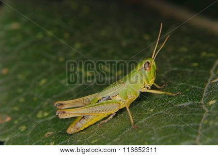 Field Grasshopper (chorthippus Apricarius)