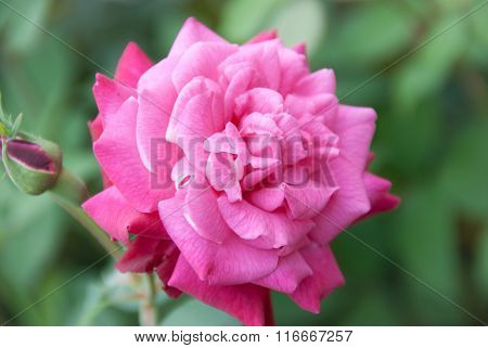 Pink Rose Flower For Valentine, Party, Anniversary