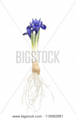 Vintage Flower