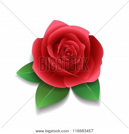 Realistic rose and leaves