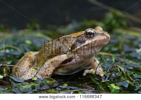 Frog (Rana Temporaria)