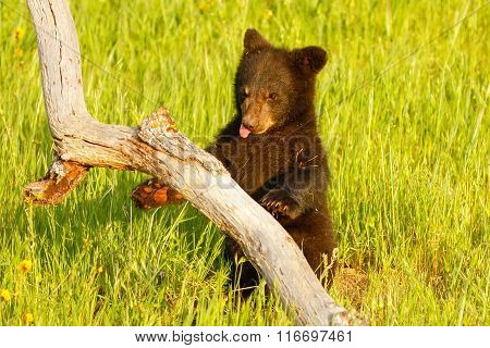 Baby American Black Bear