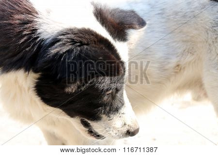 Thai Dog With Black and White Colors