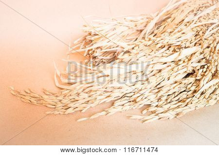 Paddy Or Rice Grain (oryza) On Brown Background