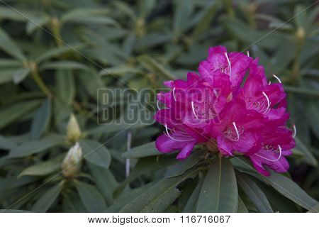 rhododendrons
