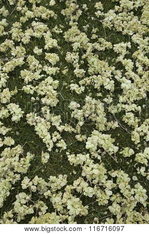 apple blossoms