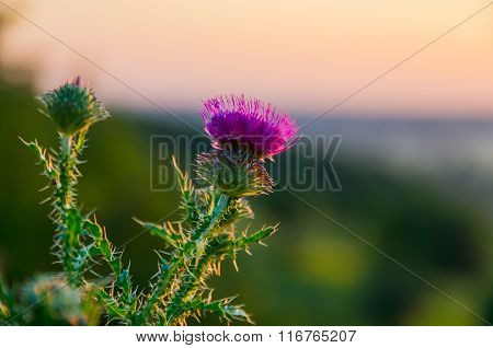 Pink Thistle Flowers