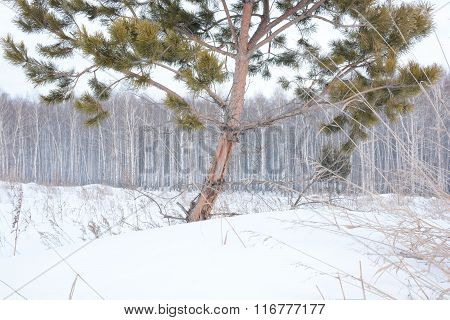 Pine And Birch Trees In Winter