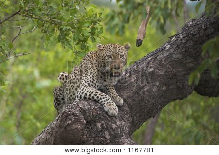 Leopardo Lookout