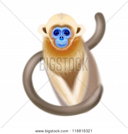 monkey on white background