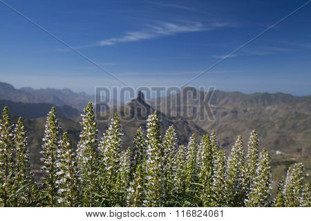 Gran Canaria, Caldera De Tejeda In January