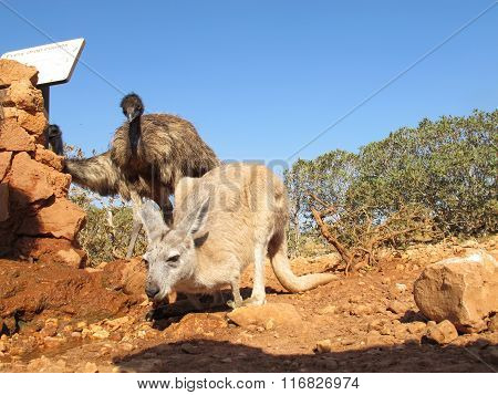 kangaroo and emus, australia