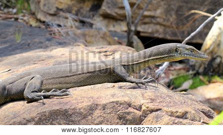 lizard, goanna, australia