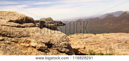 lizard, goanna, australia
