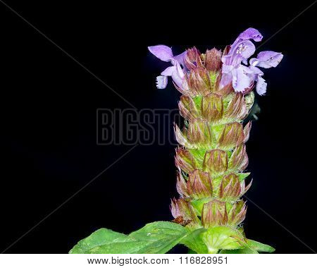 Selfheal Flower
