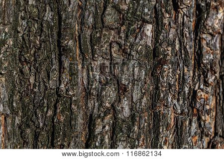 Tree Bark Photo