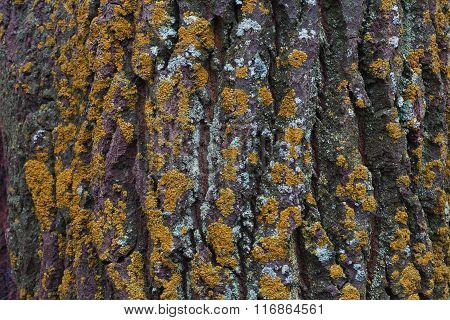 Moss On Tree Bark