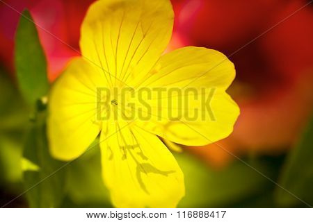 Yellow and red evening primroses