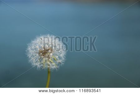 Dandelion