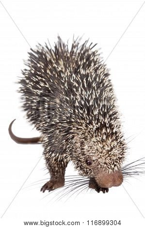 Brazilian Porcupine, Coendou prehensilis, on white