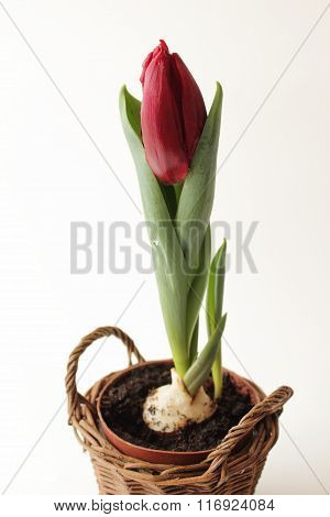 Tulip in pot