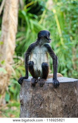 Spider monkey on a tree