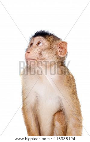 Juvenile Pig-tailed Macaque, Macaca nemestrina, on white