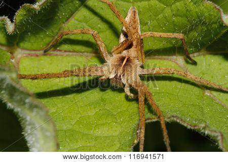 Nursery Web Spider (pisaura Mirabilis)