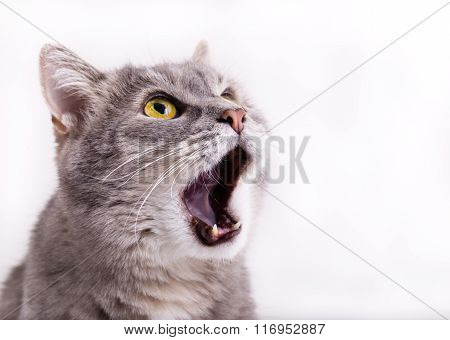 The Head Of The Gray Cat Looking Up, Mewing And Having Widely Opened A Mouth